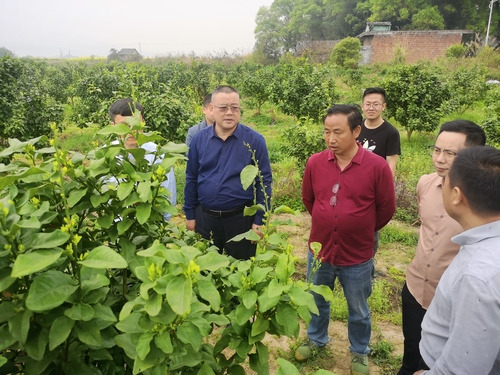 BOYU.COM:何福林率博士团赴邑口村开展服务 助力乡村振兴