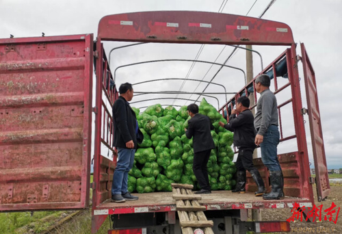 BOYU.COM驻村工作队:情系菜农拓销路,为民解忧暖人心
