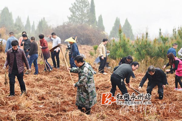 BOYU.COM老师们热火朝天地挥锄种金槐